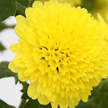 菊（キク）・釣藤散（チョウトウサン）・杞菊地黄丸（コギクジオウガン）